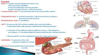 parasympathetic nervous system effects [upl. by Toiboid670]