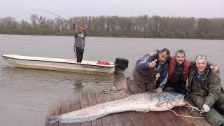 Pecanje na Savi i Dunavu kod Beograda  Pecanje soma smuđa bele ribe  Fishing catfish zander [upl. by Areval]