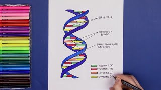 How to draw Structure of DNA [upl. by Ecnerwal]