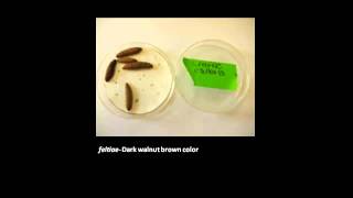 MSU OPM How to Rear Nematodes for Biocontrol [upl. by Holder]