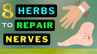 Boost Your Nerves 8 Miracle Herbs You Need to Know Now [upl. by Menides]