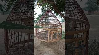 Quail In Cage [upl. by Aneertak859]