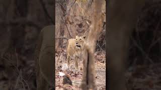 ഗിർ വനം സിംഹങ്ങളുടെ വീട് 🦁🌳 Explore Gujarat’s Gir Forest Home of the Majestic Asiatic Lions [upl. by Hammad518]