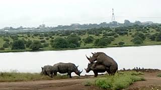 Rhinos mating at Nairobi national park [upl. by Ttelrats930]