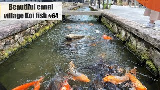 Beautiful village canal koi fishHida Furukawa Japan [upl. by Macpherson30]