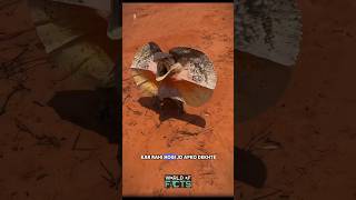 Australian frill neck lizard  looks dangerous 🤯😰 shortsvideo lizard facts ￼ [upl. by Ihcalam593]