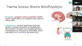 MDT  Travmatik Stresin Nörofizyolojisi [upl. by Prent444]