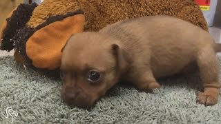 Puppy Born Without Front Legs Is The Worlds Cutest Wheelchair Dog [upl. by Aicia]