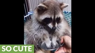 Classy raccoon cleans food before eating it [upl. by Ainoda]