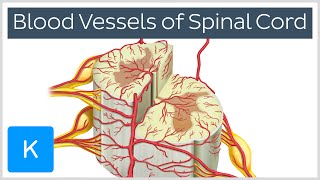 Blood Vessels of the Spinal Cord preview  Human Anatomy  Kenhub [upl. by Frankie]