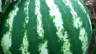 When to harvest Watermellon amp Cantaloupe from the vine [upl. by Annalise]