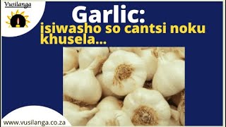 Garlic Isiwasho so cantsi noku gxotha imimoya emdaka [upl. by Brosine647]