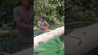 cutting albasia wood sthilchainsaw woodworking sthil [upl. by Adnicul]