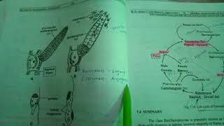 Ectocarpus life cycle and reproduction [upl. by Racklin]