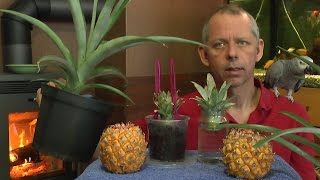 Ananas Babyananas ganz einfach vermehren [upl. by Ylnevaeh]