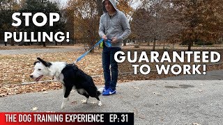 The MOST REALISTIC Leash Dog Training Lesson EVER STOP PULLING [upl. by Otrebide]