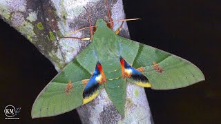 THE MOST BEAUTIFUL MOTH IN THE WORLD THE GAUDY SPHINX [upl. by Jeromy]