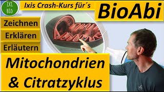 Citratzyklus der Zellatmung  Bau und Funktion von Mitochondrien  Zitronensäurezyklus Bioabi 2022 [upl. by Bixler]