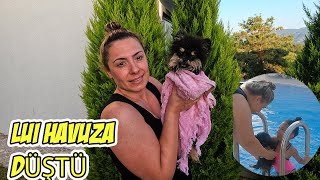 KÖPEĞİMİZ LUİ HAVUZA DÜŞTÜ HEMEN KURTARDIK SILA VE MİRA [upl. by Mihar625]