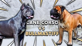 CANE CORSO vs BULLMASTIFF Whats The Best Family Guard Dog [upl. by Assenab319]