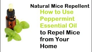 Natural Mice Repellent How to Use Peppermint Essential Oil to Repel Mice from Your Home [upl. by Sabas]