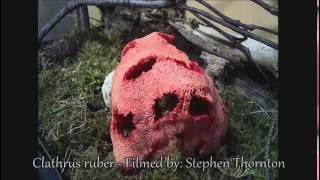 Red Cage Stinkhorn Fungus Time Lapse [upl. by Googins336]