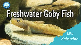 8 types of Freshwater Gobies [upl. by Ahsial771]