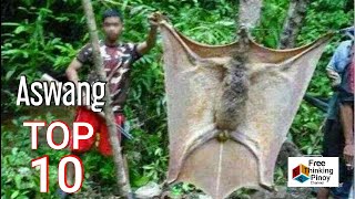 10 HAYOP NA MADALAS PAGKAMALANG ASWANG  Philippine Animals Commonly Mistaken As Ghouls and Demons [upl. by Hasan]