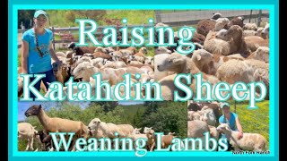 RAISING KATAHDIN SHEEP WEANING LAMBS farming sheep katahdin lambs animals [upl. by Ellednahc]