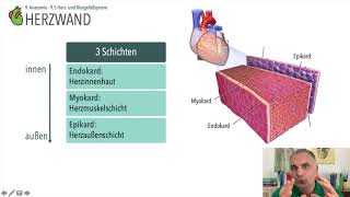 Anatomie Herzwand [upl. by Frederico]