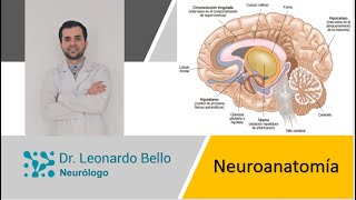 neuroanatomía funcional explicada por neurologo [upl. by Mabelle791]