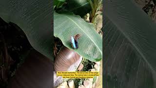 Blue Morpho butterflies Morpho menelaus nature insect butterfly [upl. by Lusar]