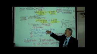 ANATOMY THE INTEGUMENT Part 1 by Professor Fink [upl. by Bigot]