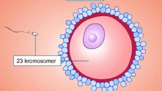 Kromosomer og gener [upl. by Atter]