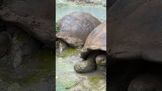 Close look of Giant Tortoises [upl. by Carleton]