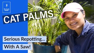 Repotting And Separating A Cat Palm [upl. by Bauer827]