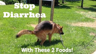 How To Stop Diarrhea In Dogs  Dimples GSD Knows How 3 [upl. by Cargian]