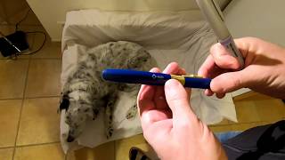 Injections dinsuline sur un chien avec stylo VetPen diabète du chien [upl. by Davin]