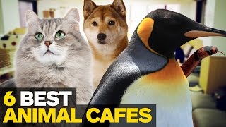 6 Best Animal Cafes in Tokyo [upl. by Doran]