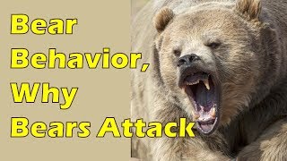 Bear Safety Part 1 Bear Behavior amp Why Bears Attack [upl. by Onirefez]