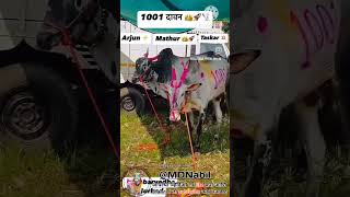 music bull newsong song love dj cow cattle cowandbull [upl. by Rob]