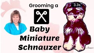 Baby SCHNAUZER gets her 1st salon haircut GROOMING a MINIATURE SCHNAUZER puppy trim Clippered [upl. by Suivatnom]