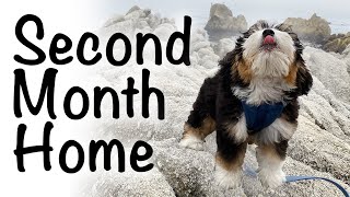 Bernedoodle puppy second month 1216 weeks [upl. by Maya675]