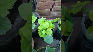 Basella alba vine plants gardening gardenlover trending viral shorts [upl. by Analos649]