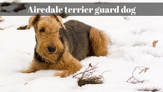 Airedale terrier guard dog Latest Updated Video [upl. by Ykcor594]