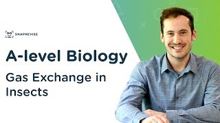 Gas Exchange in Insects  Alevel Biology  OCR AQA Edexcel [upl. by Lhamaj]