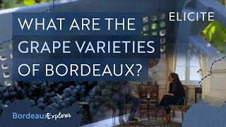 The Wine Grape Varieties of Bordeaux [upl. by Raymund]