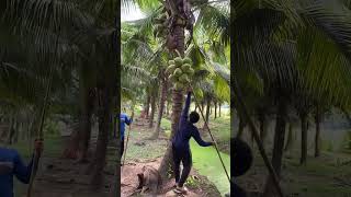 Amazing worker 😍 trending viralvideo fyp satisfafying [upl. by Ranique]