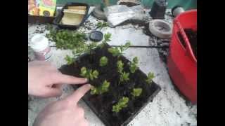 Propagating Spirea from cuttings [upl. by Meerak602]