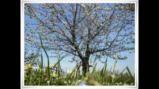 Bentornata primavera [upl. by Lillywhite]